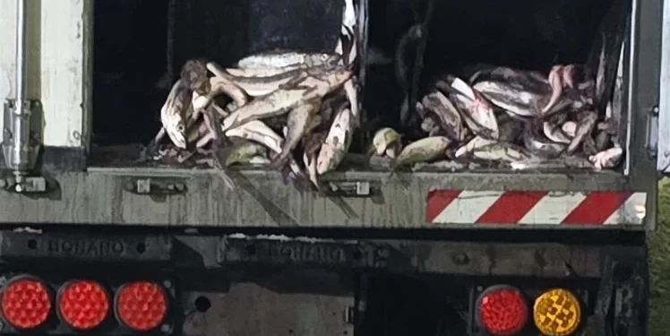 Incautaron 20 toneladas de pescado sin control sanitario rumbo a Mar del Plata