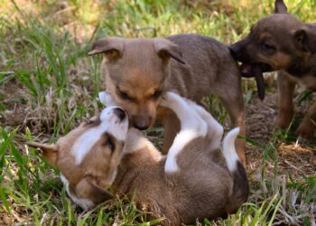 “Hace 32 años que rescatamos animales y el problema sigue”: el reclamo de una protectora en el Día del Animal