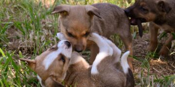 “Hace 32 años que rescatamos animales y el problema sigue”: el reclamo de una protectora en el Día del Animal
