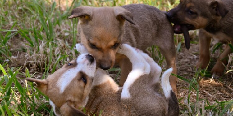“Hace 32 años que rescatamos animales y el problema sigue”: el reclamo de una protectora en el Día del Animal