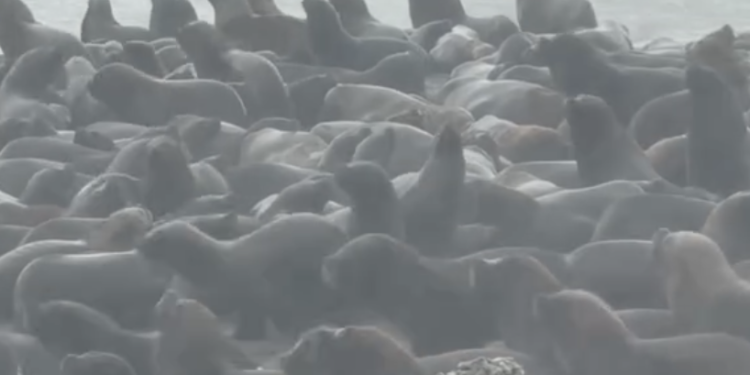 Persiste la alerta amarilla por vientos en Necochea para este lunes