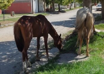 Animales sueltos: el Municipio refuerza controles y advierte sobre sanciones