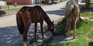 Animales sueltos: el Municipio refuerza controles y advierte sobre sanciones