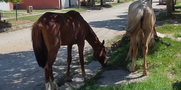 Animales sueltos: el Municipio refuerza controles y advierte sobre sanciones