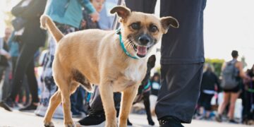 “El maltrato animal no puede seguir siendo una falta menor”: presentan un proyecto para endurecer multas en Necochea