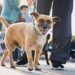 “El maltrato animal no puede seguir siendo una falta menor”: presentan un proyecto para endurecer multas en Necochea