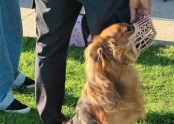 Nueva jornada de castración masiva gratuita en Quequén: ya confirmaron fecha y lugar
