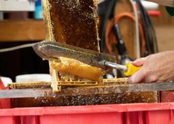 Necochea tendrá la primera edición de “Expo Miel” con charlas, degustaciones y productores locales