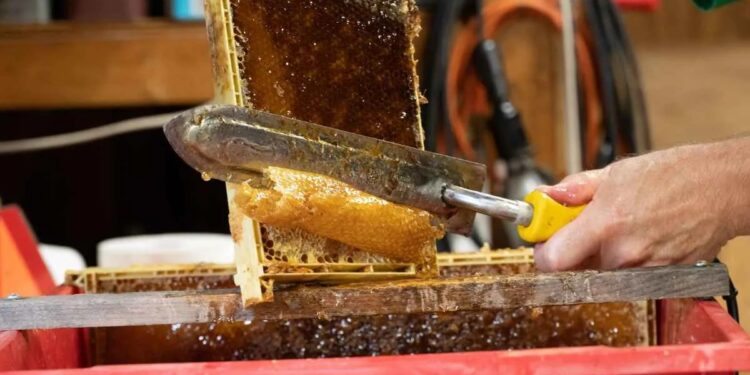Necochea tendrá la primera edición de “Expo Miel” con charlas, degustaciones y productores locales