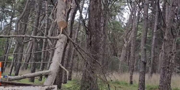 “No podemos quedarnos cruzados de brazos”: explicaron por qué abrieron zanjas en el Parque Miguel Lillo