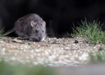 Confirman que Necochea registró un caso de hantavirus este año