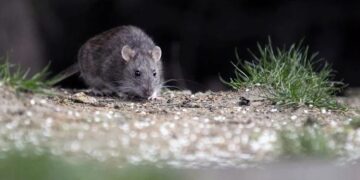 Confirman que Necochea registró un caso de hantavirus este año