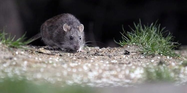 Confirman que Necochea registró un caso de hantavirus este año