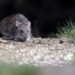 Confirman que Necochea registró un caso de hantavirus este año