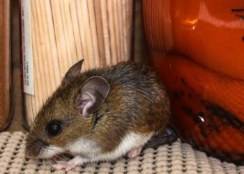 “No es para asustarse, es para saber”: qué hay que tener en cuenta sobre el hantavirus