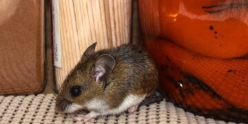 “No es para asustarse, es para saber”: qué hay que tener en cuenta sobre el hantavirus
