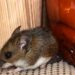 “No es para asustarse, es para saber”: qué hay que tener en cuenta sobre el hantavirus