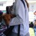 Habrá una nueva jornada gratuita de castración masiva en Quequén