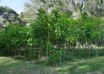 El Vivero Municipal entrega árboles gratuitos para fortalecer el arbolado urbano