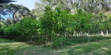 El Vivero Municipal entrega árboles gratuitos para fortalecer el arbolado urbano