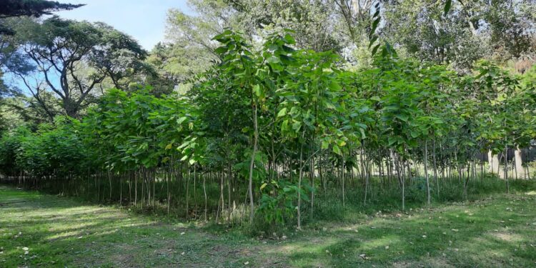 El Vivero Municipal entrega árboles gratuitos para fortalecer el arbolado urbano