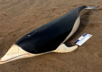 Hallaron un delfín liso sin vida en una playa de Punta Mogotes