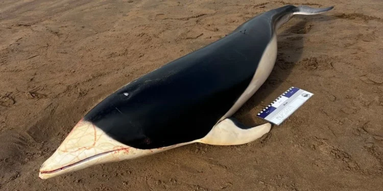 Hallaron un delfín liso sin vida en una playa de Punta Mogotes
