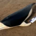 Hallaron un delfín liso sin vida en una playa de Punta Mogotes