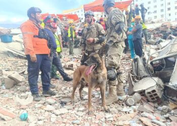 Bart, el perro rescatista argentino que encontró con vida a dos niños en Venezuela