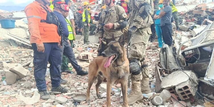 Bart, el perro rescatista argentino que encontró con vida a dos niños en Venezuela