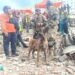 Bart, el perro rescatista argentino que encontró con vida a dos niños en Venezuela