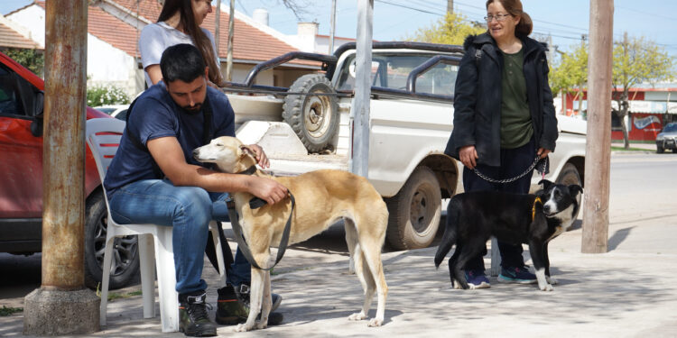 Nueva jornada gratuita de castración masiva en el Corralón Municipal