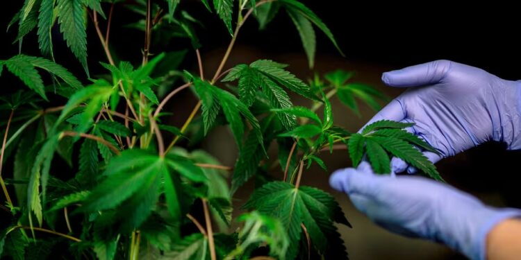 Impulsan en Necochea un proyecto para garantizar el acceso seguro al cannabis medicinal