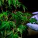 Impulsan en Necochea un proyecto para garantizar el acceso seguro al cannabis medicinal