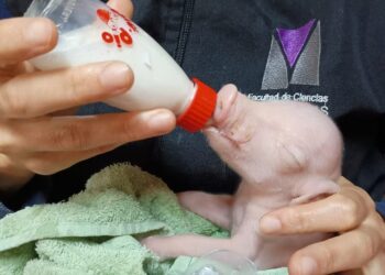 Científicos argentinos lograron un hito: nació el primer cerdo modificado genéticamente para futuros trasplantes humanos