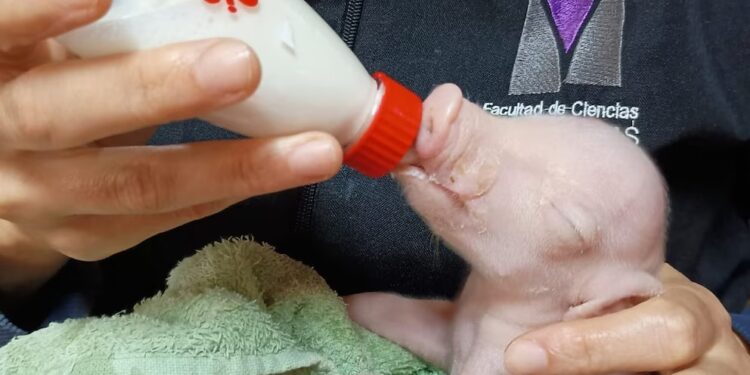 Científicos argentinos lograron un hito: nació el primer cerdo modificado genéticamente para futuros trasplantes humanos