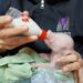 Científicos argentinos lograron un hito: nació el primer cerdo modificado genéticamente para futuros trasplantes humanos