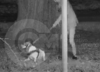 Convocan a una marcha para pedir justicia por el caso de maltrato animal registrado por las cámaras del COM