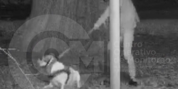 Convocan a una marcha para pedir justicia por el caso de maltrato animal registrado por las cámaras del COM