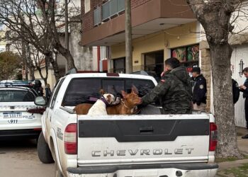 Buscan hogares de tránsito para los perros rescatados en la causa por maltrato animal