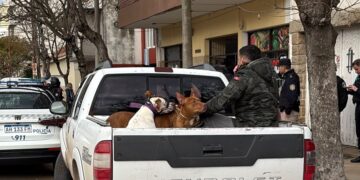 Buscan hogares de tránsito para los perros rescatados en la causa por maltrato animal