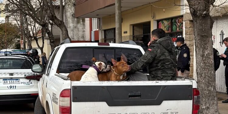 Buscan hogares de tránsito para los perros rescatados en la causa por maltrato animal
