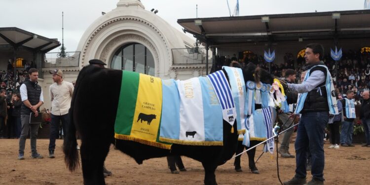 Palermo 2026: “Rip”, de Cabaña Don José, llevó a La Dulce a lo más alto del Angus nacional