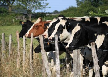 La Sociedad Rural de Lobería alertó por el crecimiento del abigeato: “La situación se profundizó”