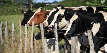 La Sociedad Rural de Lobería alertó por el crecimiento del abigeato: “La situación se profundizó”