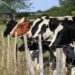 La Sociedad Rural de Lobería alertó por el crecimiento del abigeato: “La situación se profundizó”