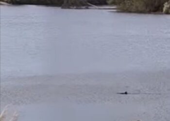 Sorpresa en el río Quequén por la aparición de un cazón