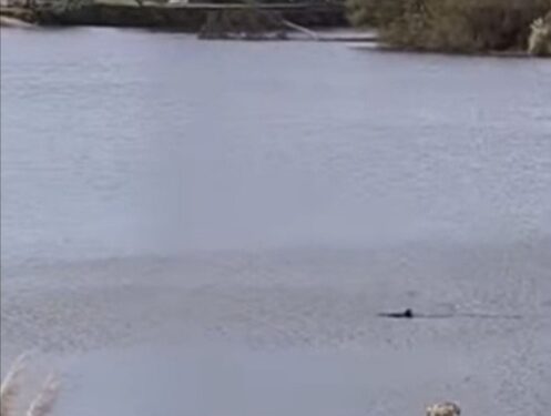 Sorpresa en el río Quequén por la aparición de un cazón