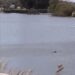 Sorpresa en el río Quequén por la aparición de un cazón