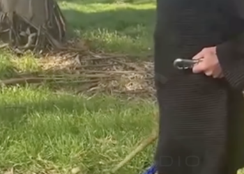 Indignación en Necochea: una mujer se grabó dando rodillazos y golpeando con un palo a un perro para “entrenarlo”